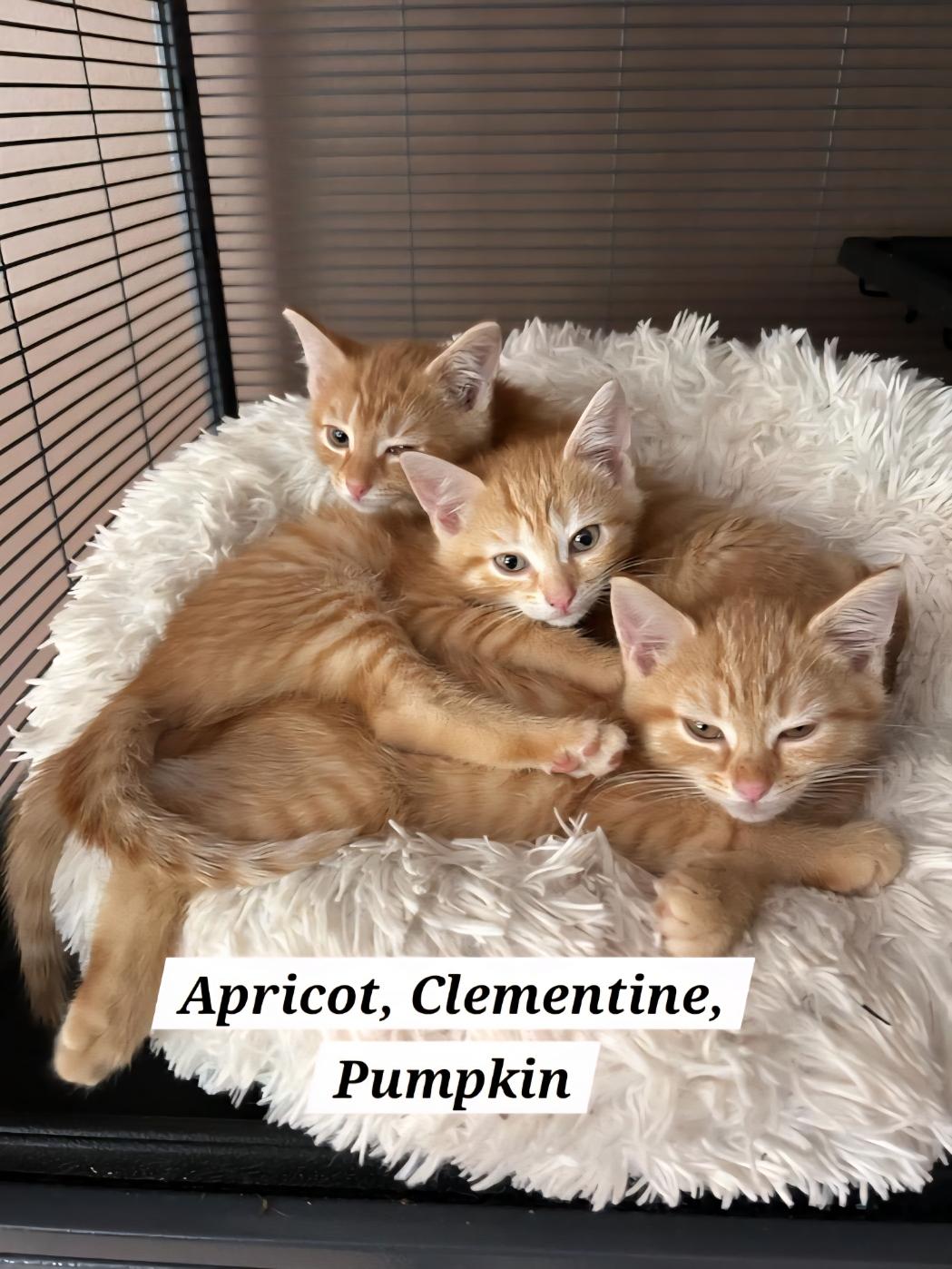 Enlarge Apricot, Clementine, Pumpkin, a Adoptable Domestic Short Hair in Green Brook, NJ image 1/1