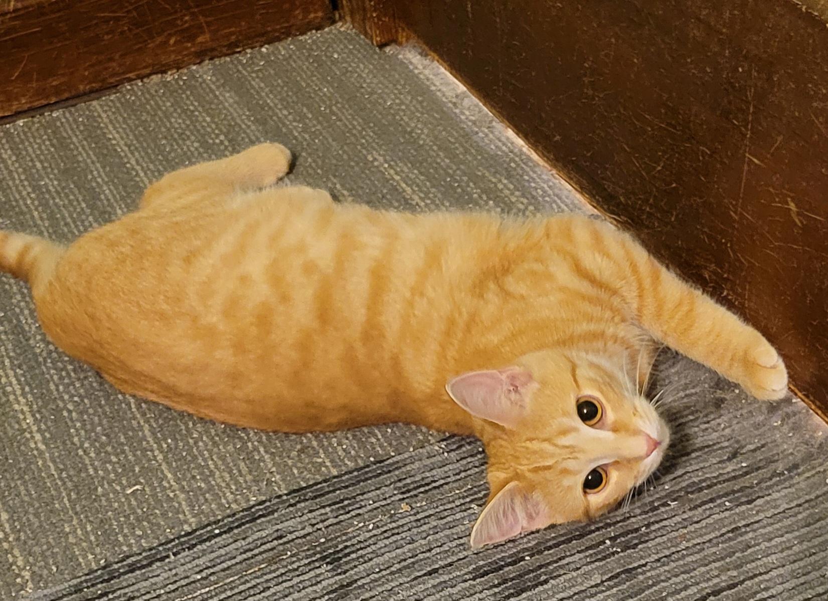 Enlarge Clementine, a Adoptable Domestic Short Hair in Green Brook, NJ image 1/2