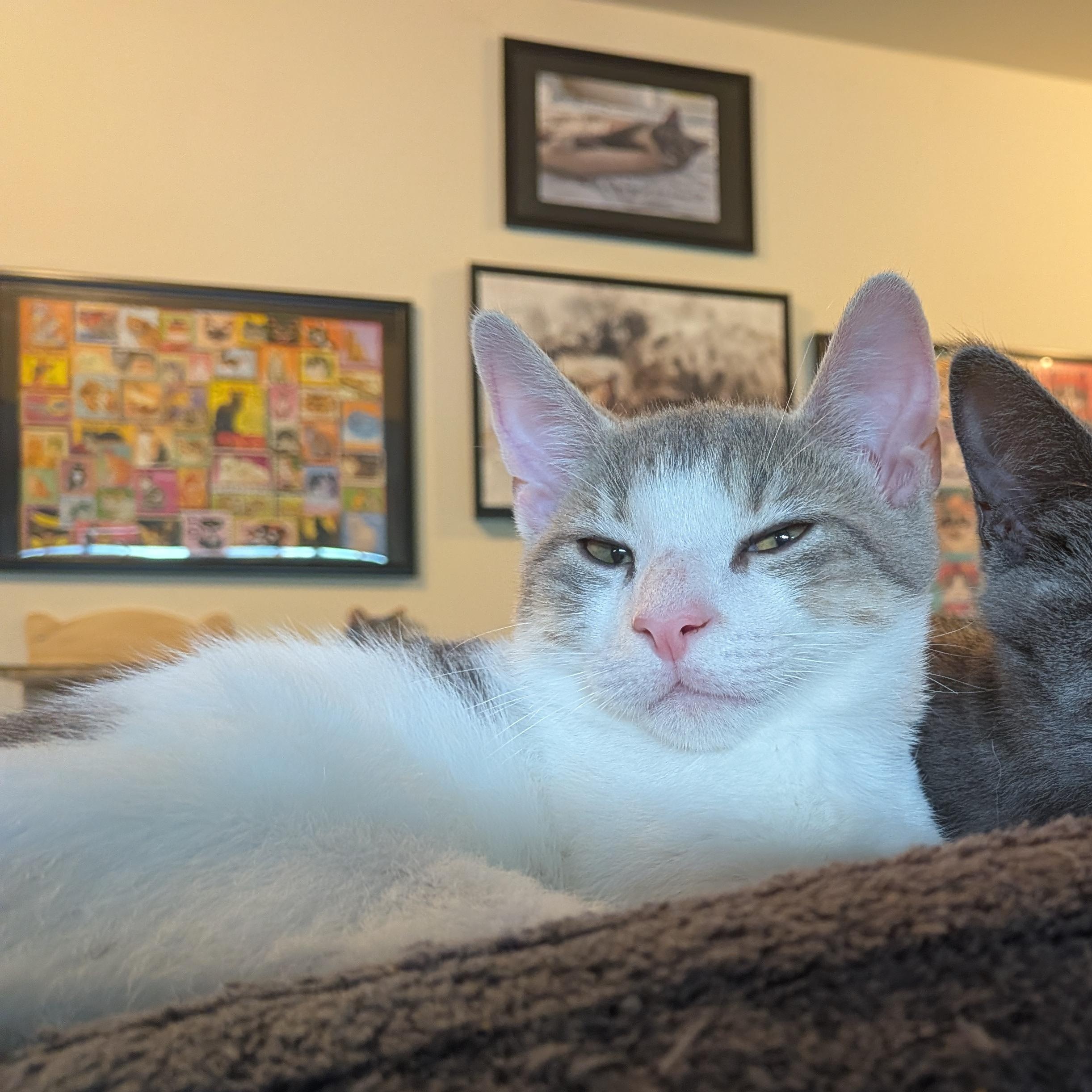 Enlarge Towns "KAT" Karl Anthony Towns, a Adoptable Domestic Short Hair in Newburgh, NY image 5/6
