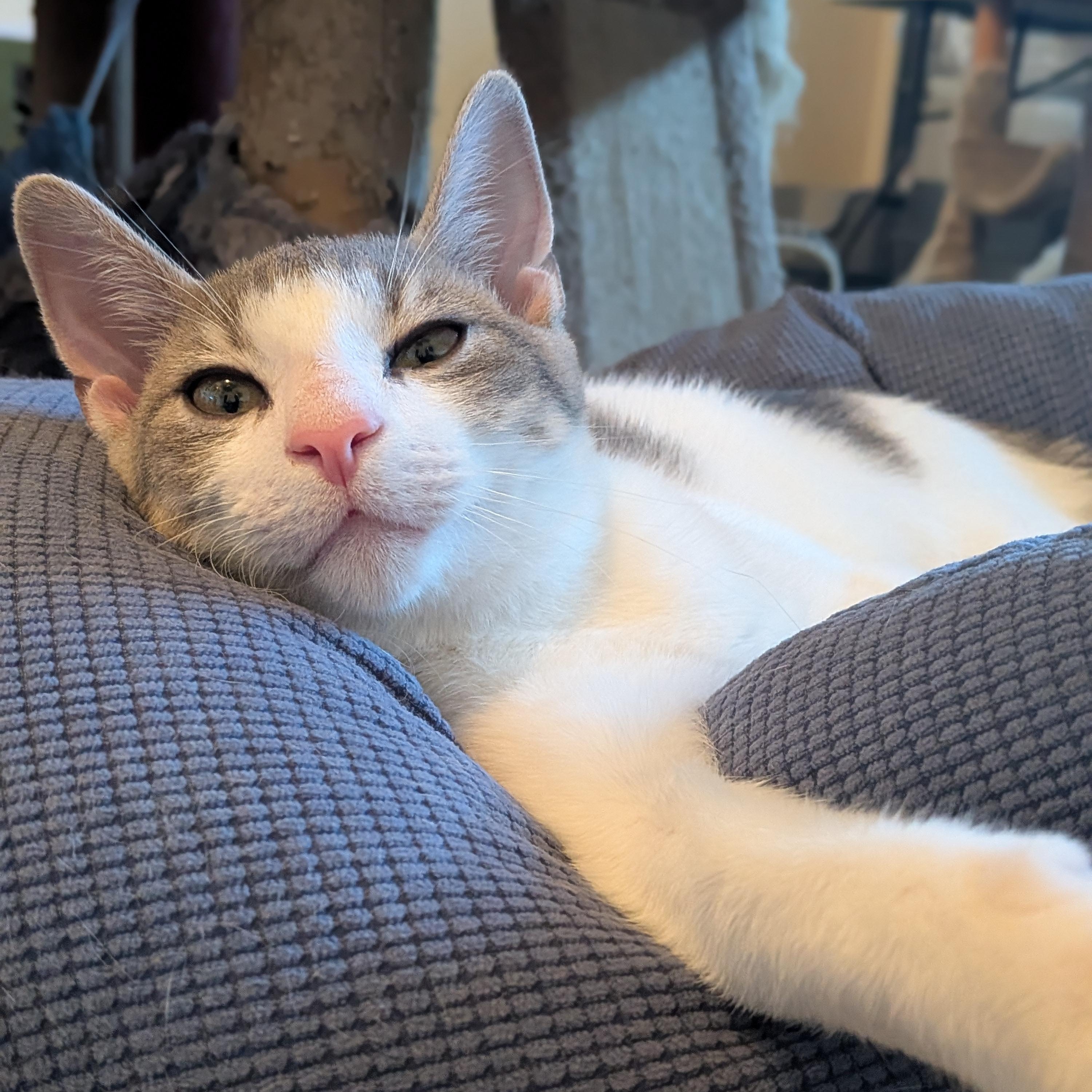 Enlarge Towns "KAT" Karl Anthony Towns, a Adoptable Domestic Short Hair in Newburgh, NY image 1/6