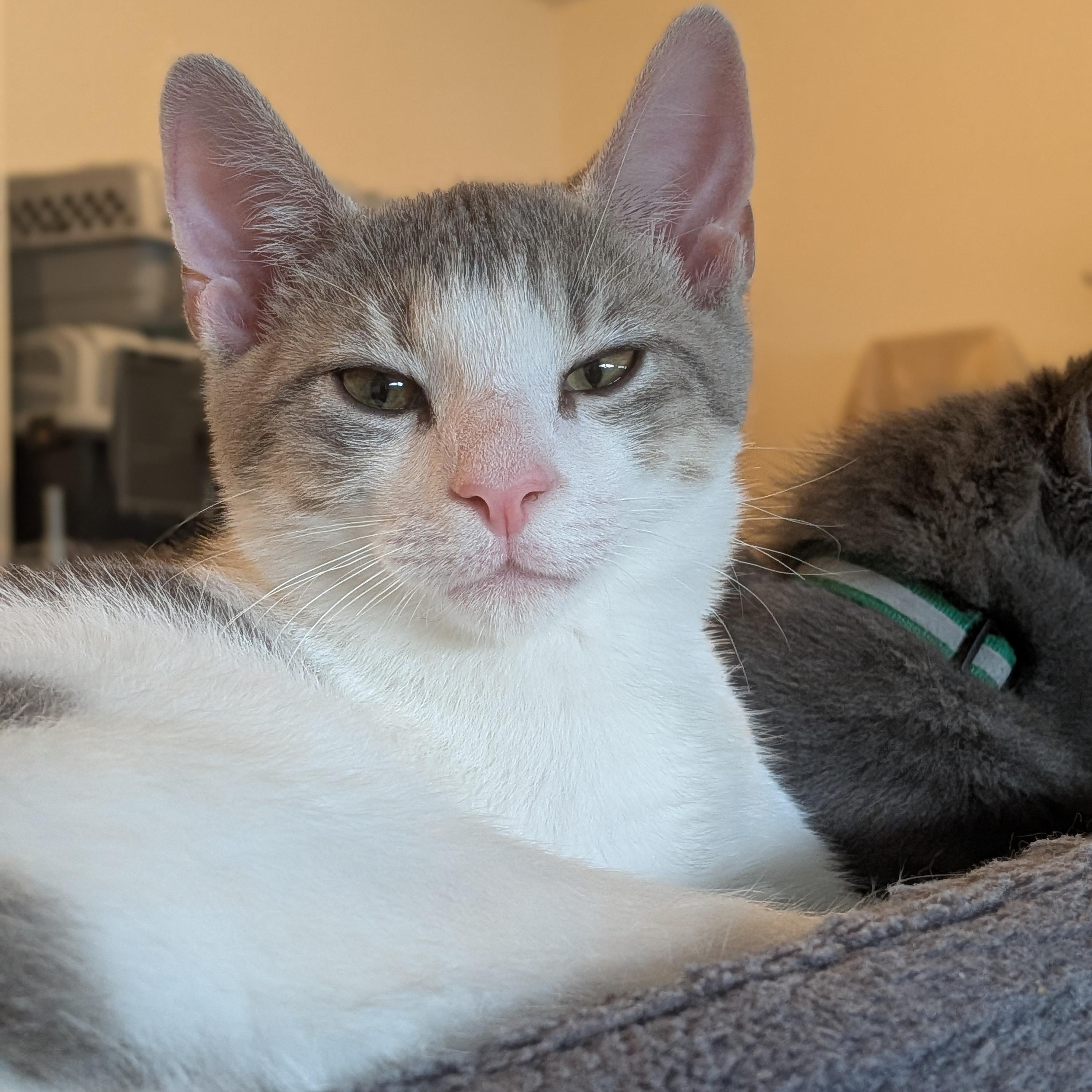 Enlarge Towns "KAT" Karl Anthony Towns, a Adoptable Domestic Short Hair in Newburgh, NY image 3/6