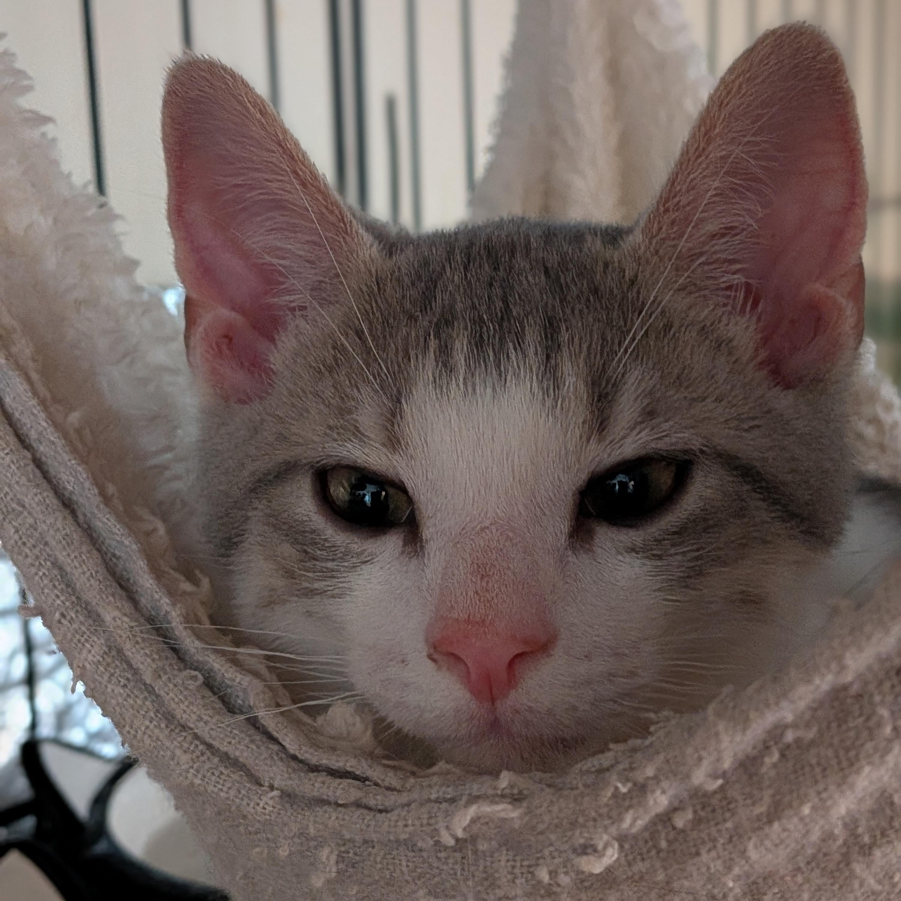 Enlarge Towns "KAT" Karl Anthony Towns, a Adoptable Domestic Short Hair in Newburgh, NY image 4/6