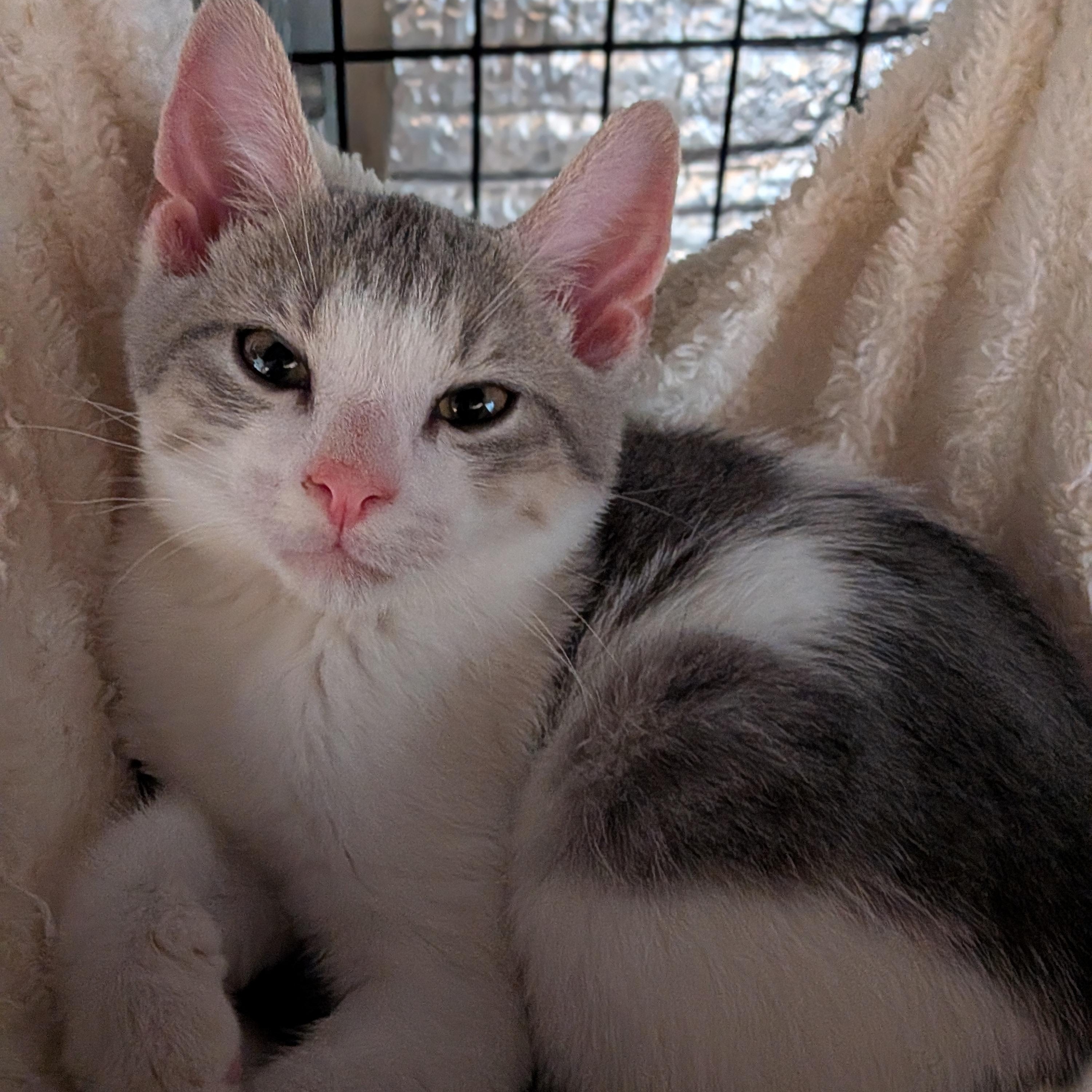 Enlarge Towns "KAT" Karl Anthony Towns, a Adoptable Domestic Short Hair in Newburgh, NY image 6/6