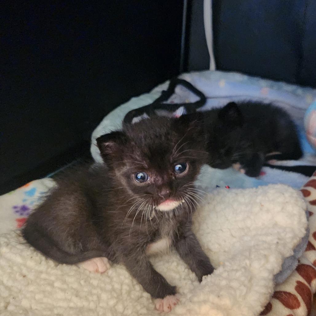 Gourdy, Adoptable, Kitten Male Domestic Short Hair.