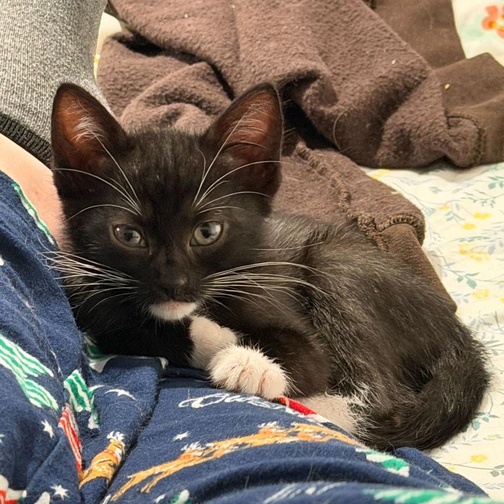 Enlarge Gourdy, a Adoptable Domestic Short Hair in Long Beach, CA image 2/4