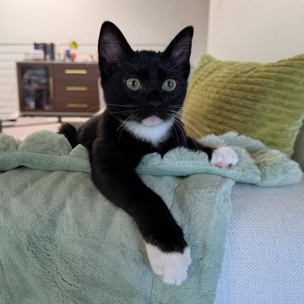 Enlarge Gourdy, a Adoptable Domestic Short Hair in Long Beach, CA image 3/6