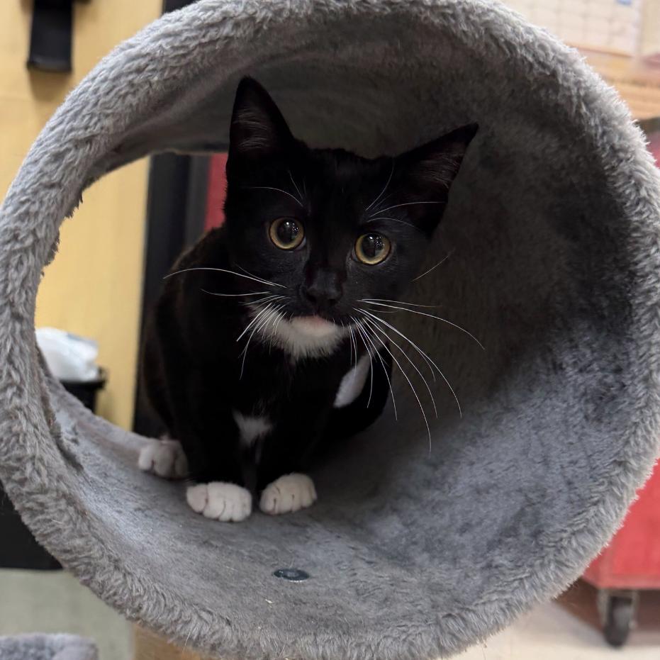 Enlarge Gourdy, a Adoptable Domestic Short Hair in Long Beach, CA image 4/6