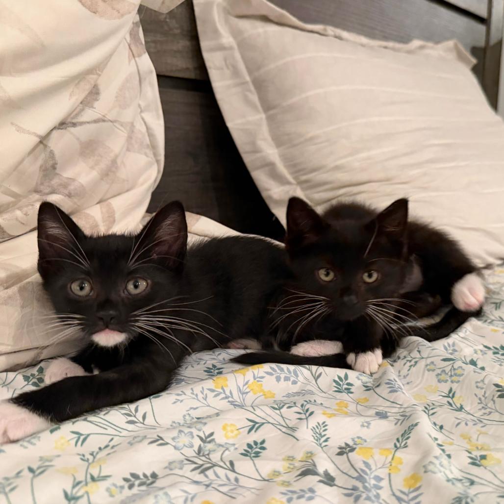 Enlarge Gourdy, a Adoptable Domestic Short Hair in Long Beach, CA image 3/4