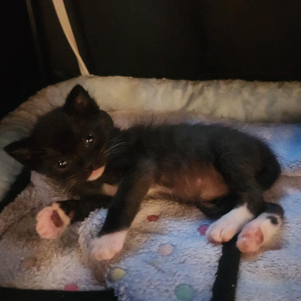 Enlarge Gourdy, a Adoptable Domestic Short Hair in Long Beach, CA image 4/4