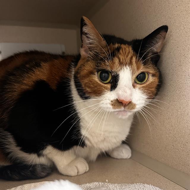 LOTUS, Adoptable, Adult Female Domestic Short Hair.