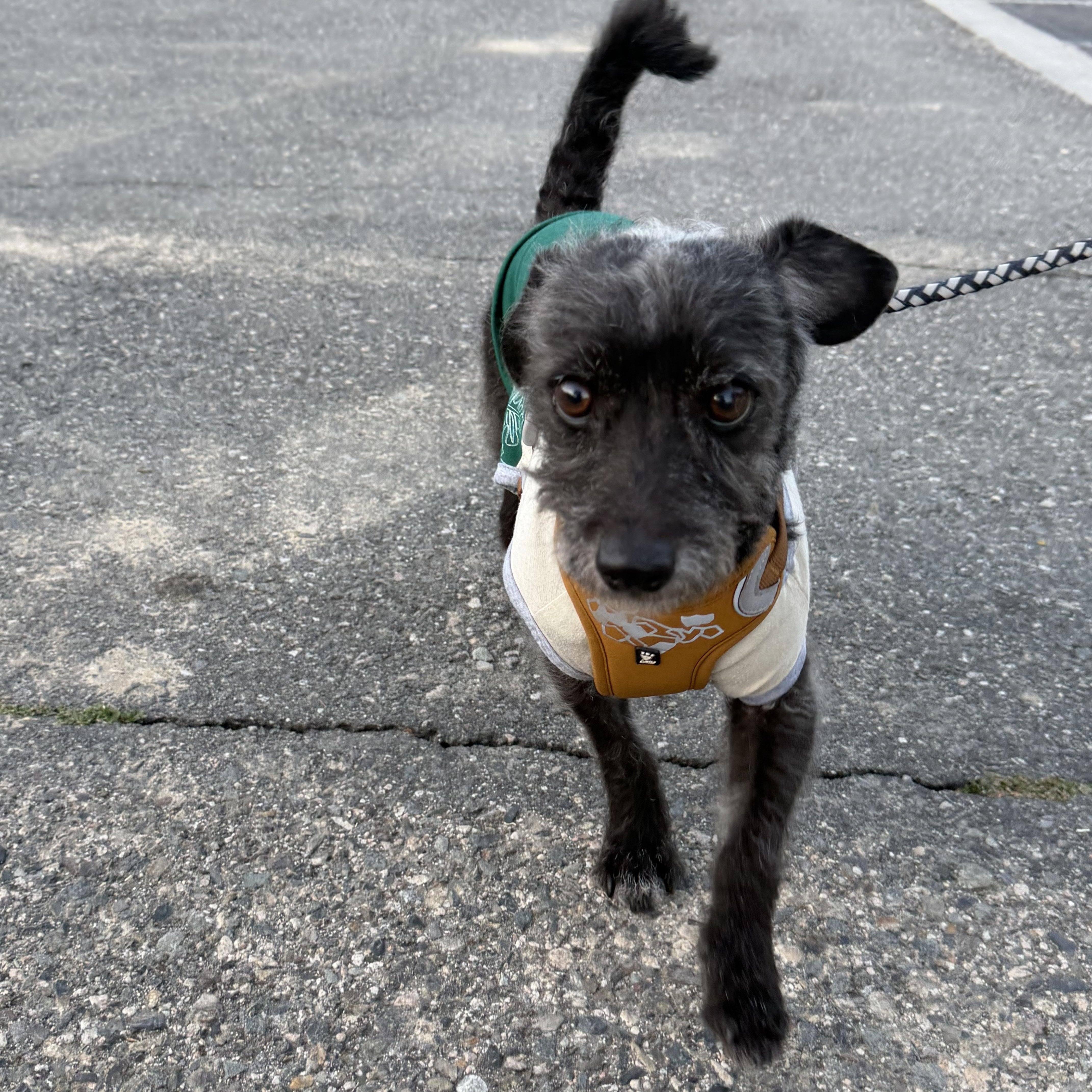 Enlarge Charbel, an adopted mixed breed in Ontario, CA image 5/6