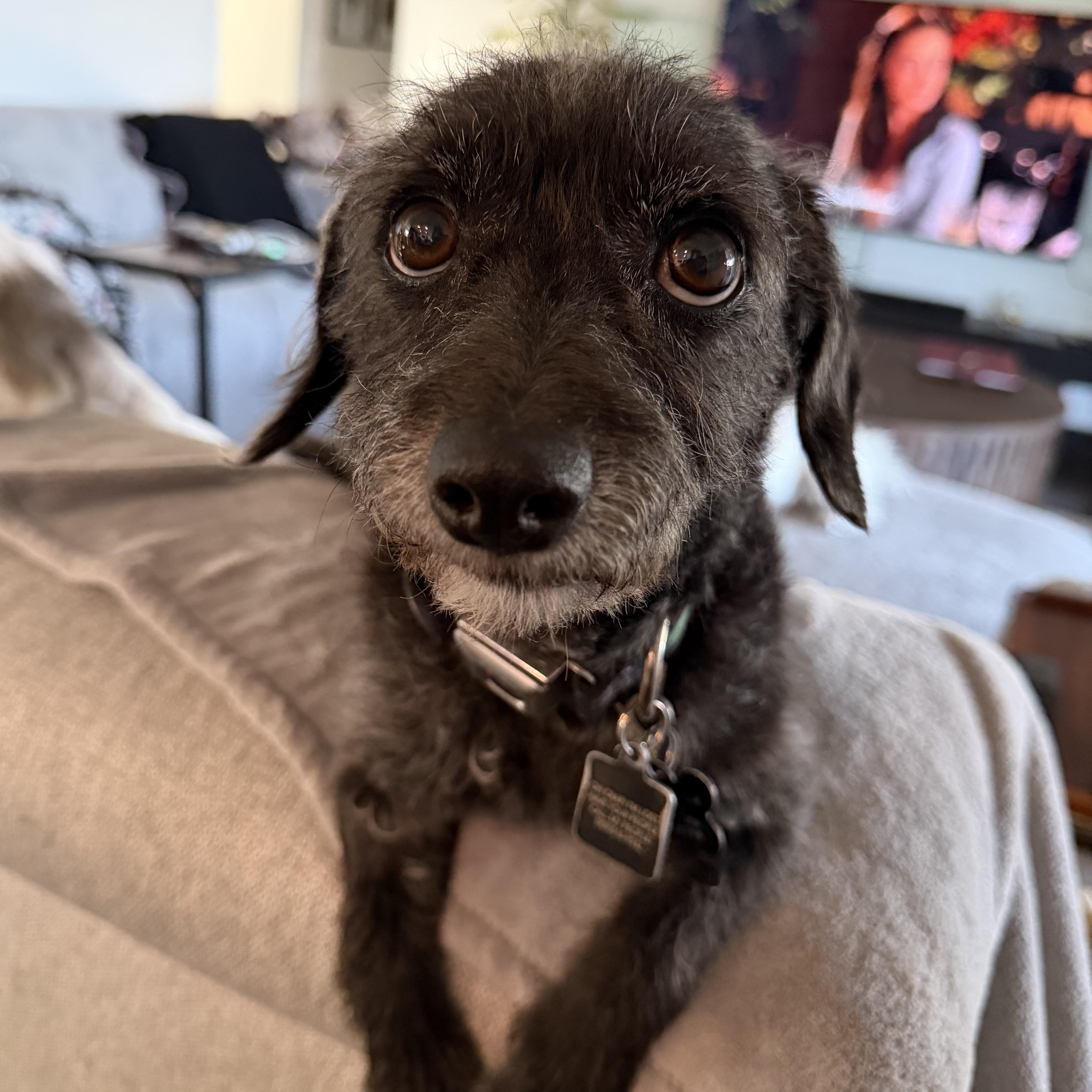 Enlarge Charbel, an adopted mixed breed in Ontario, CA image 2/6