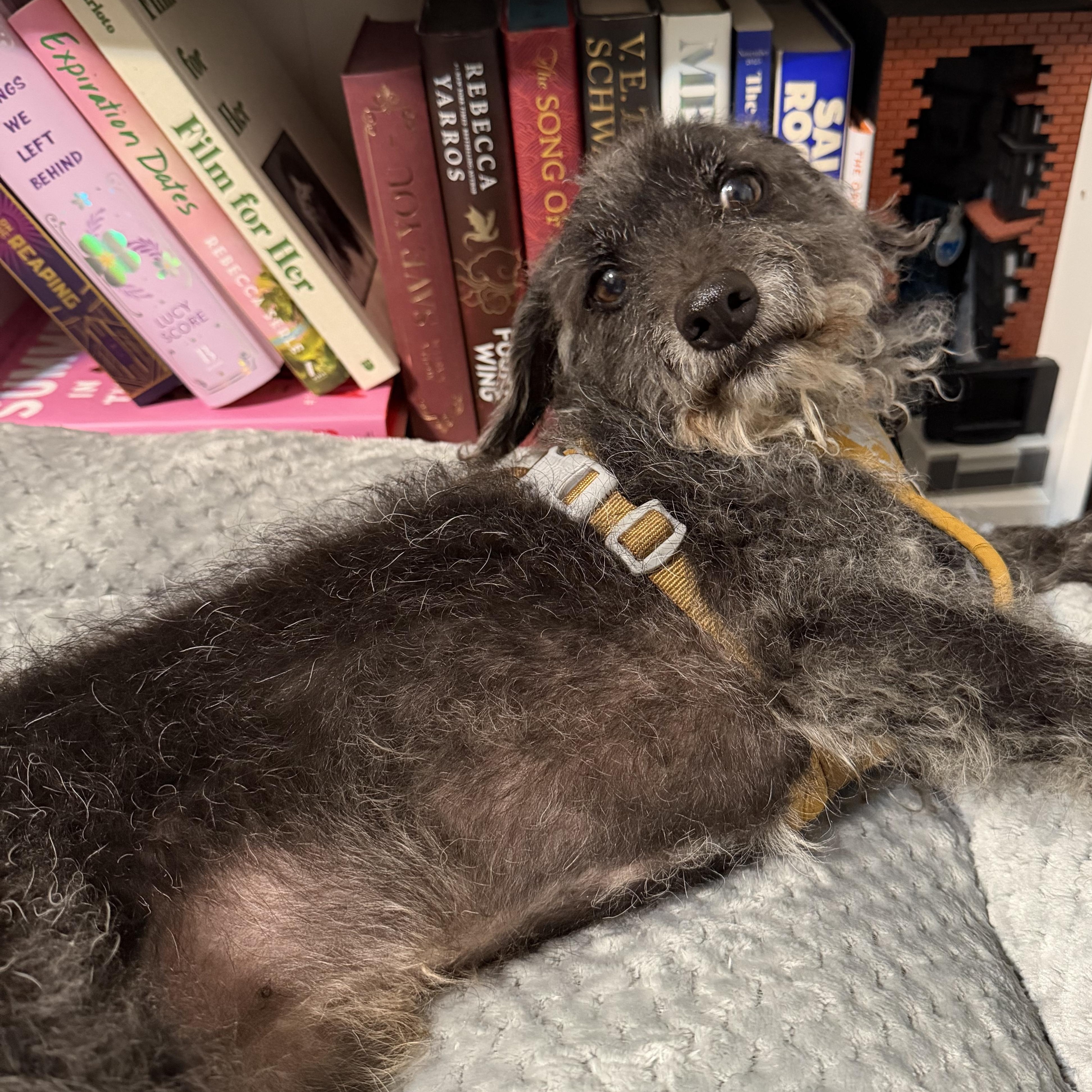 Enlarge Charbel, an adopted mixed breed in Ontario, CA image 3/6