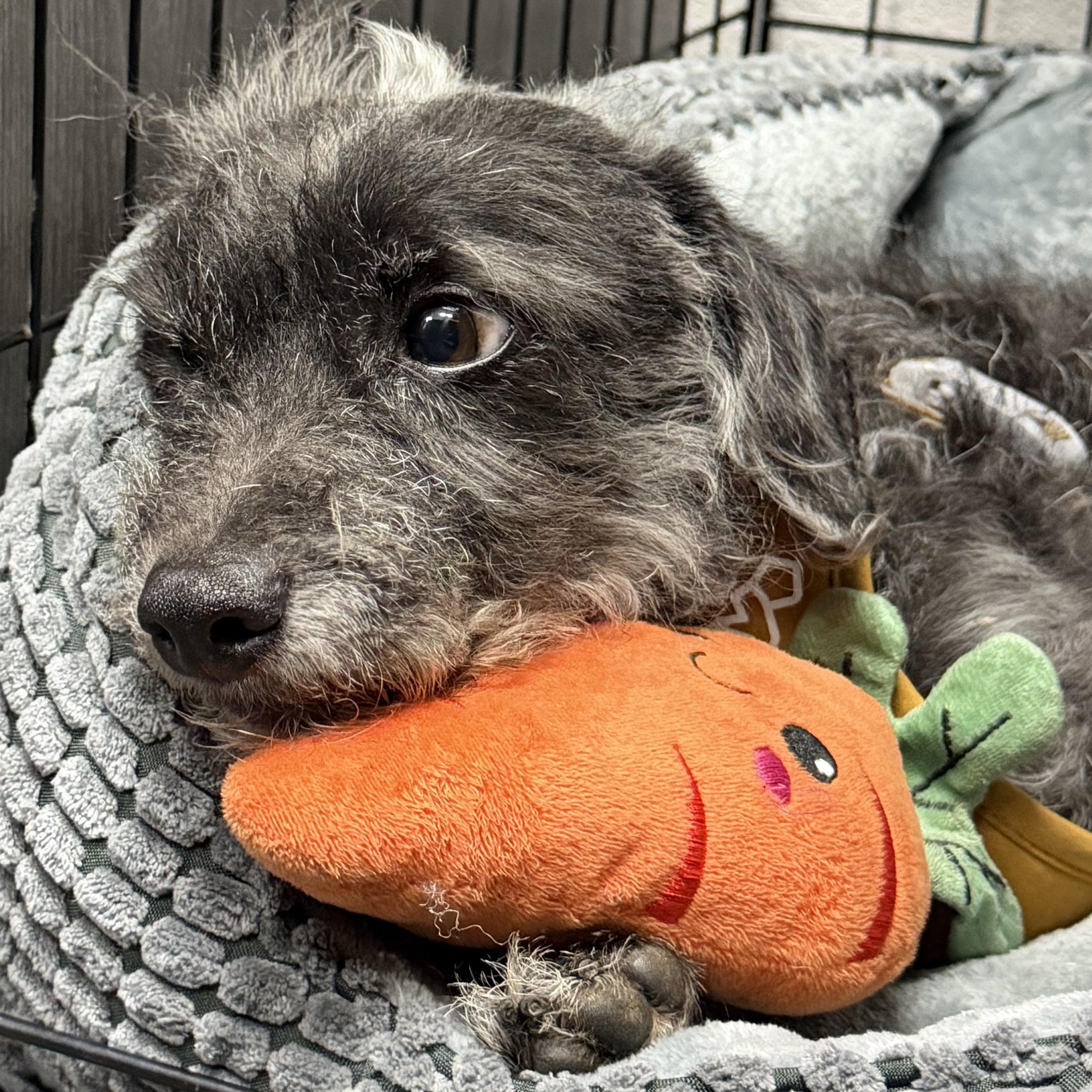 Enlarge Charbel, an adopted mixed breed in Ontario, CA image 4/6