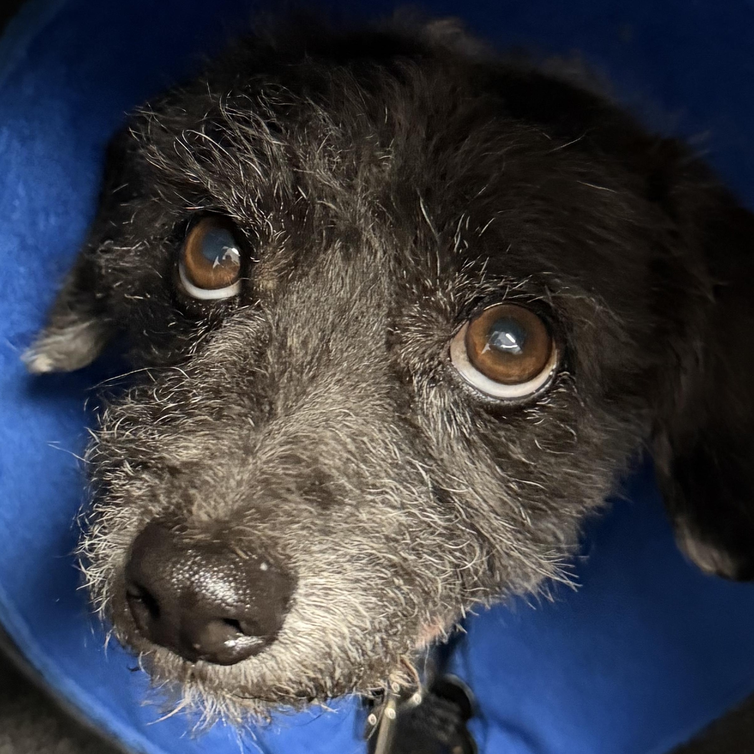 Charbel, adopted, Adult Male Terrier.