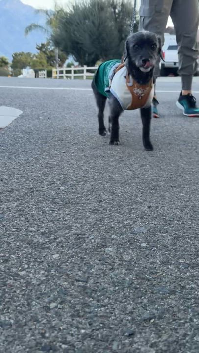 Enlarge Charbel, an adopted mixed breed in Ontario, CA video 6/6