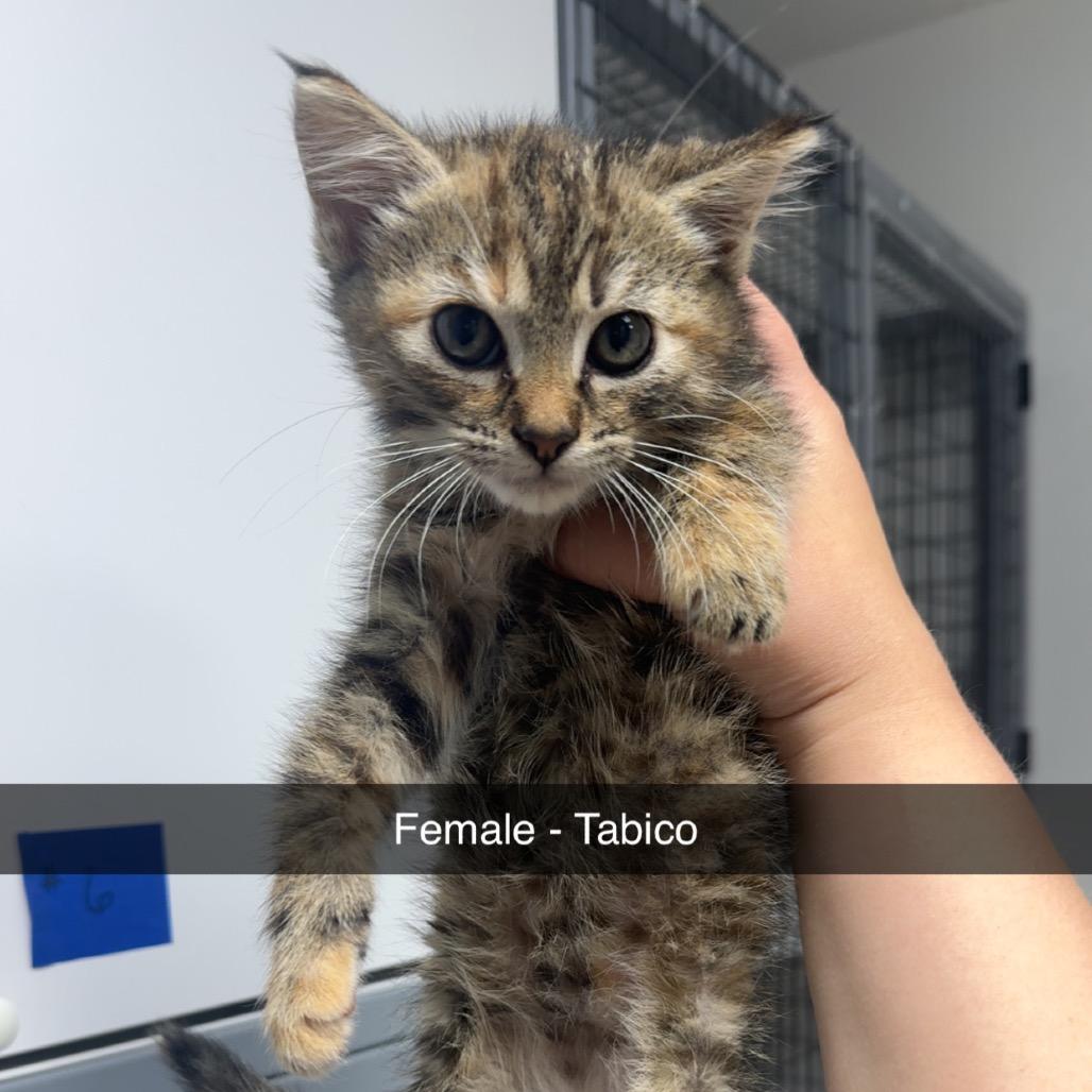 Enlarge Tabico Female, a Adoptable Domestic Medium Hair in Shelbyville, IL image 1/1