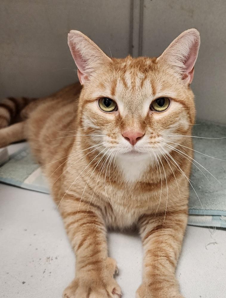 Enlarge Ben DeLaCreme, a Adoptable Tabby in Cary, NC image 1/2