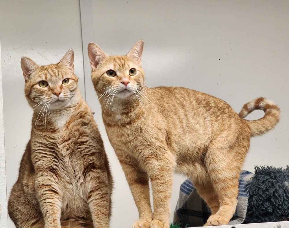 Enlarge Ben DeLaCreme, a Adoptable Tabby in Cary, NC image 2/2