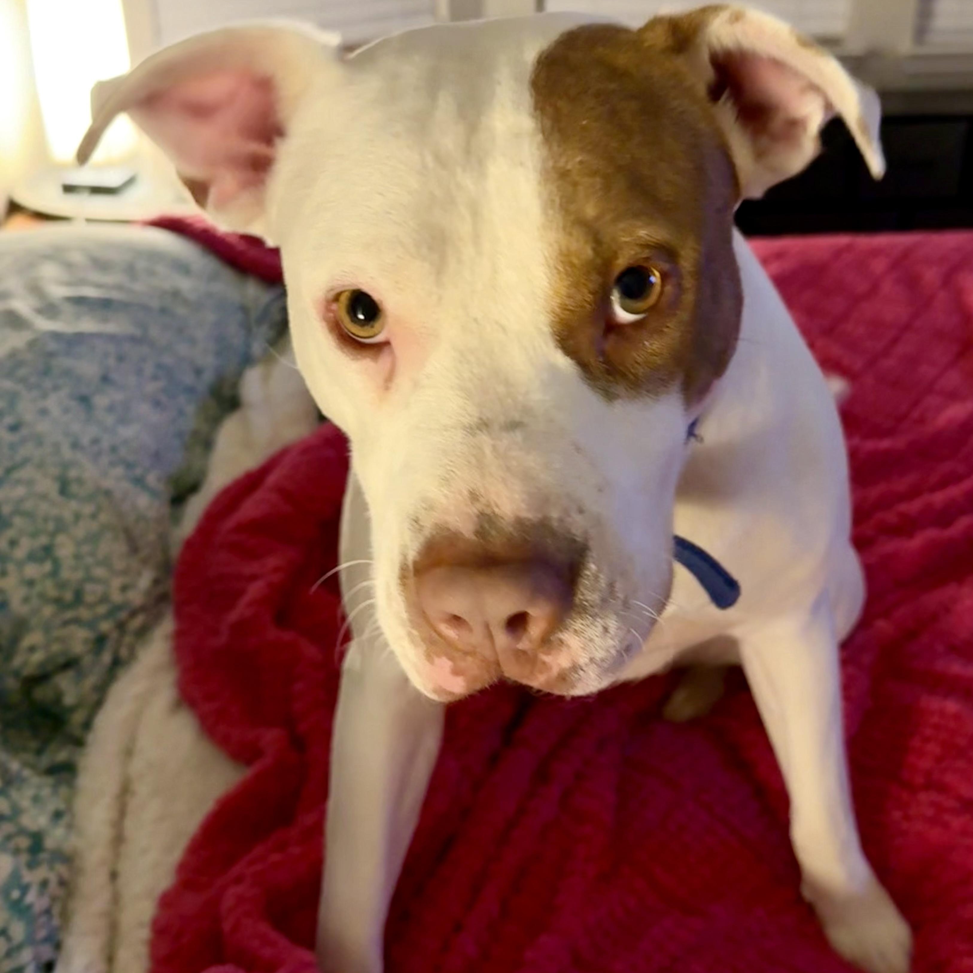 Enlarge Reese, a Adoptable mixed breed in San Antonio , TX image 2/6