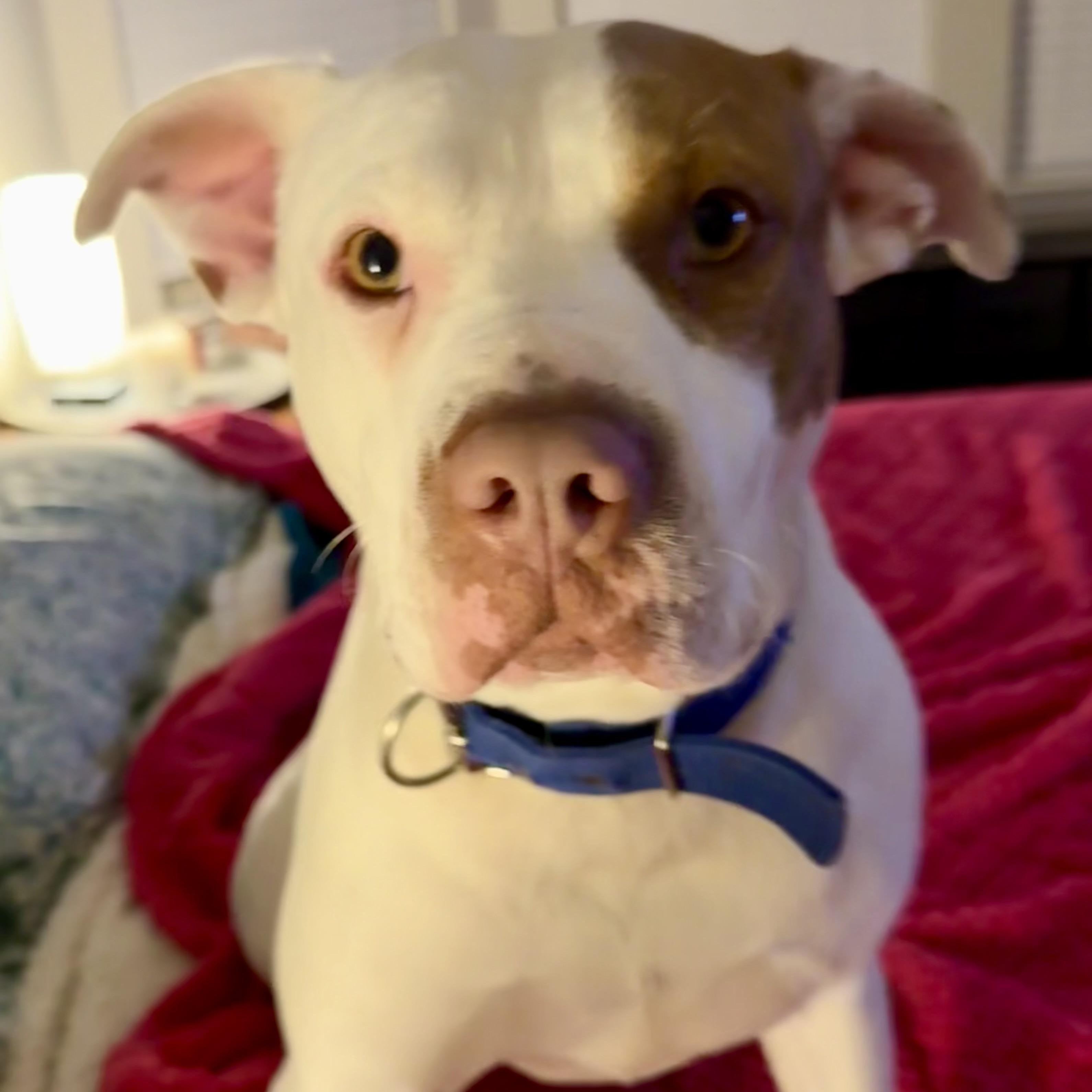 Reese, Adoptable, Adult Female American Staffordshire Terrier.