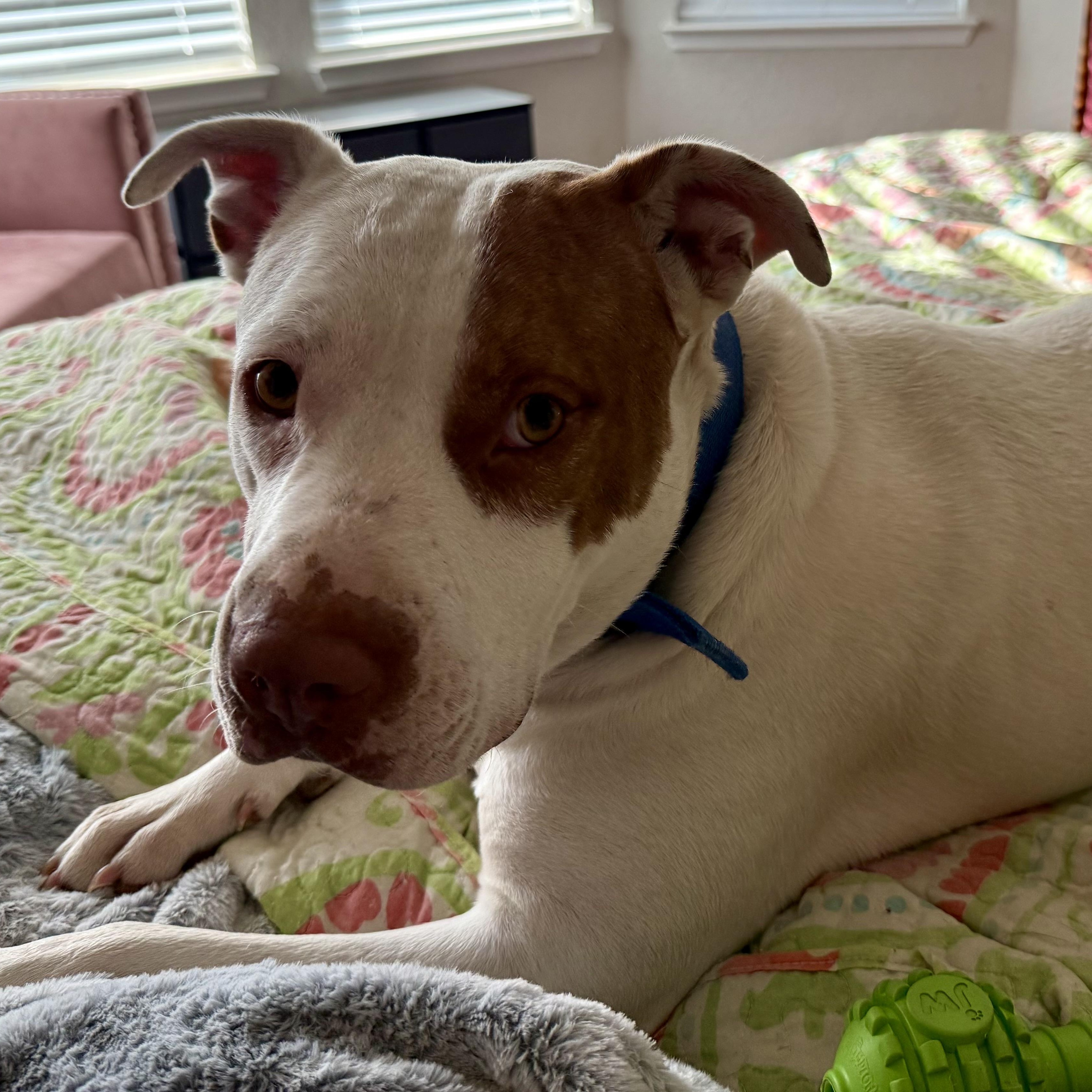 Enlarge Reese, a Adoptable mixed breed in San Antonio , TX image 3/6