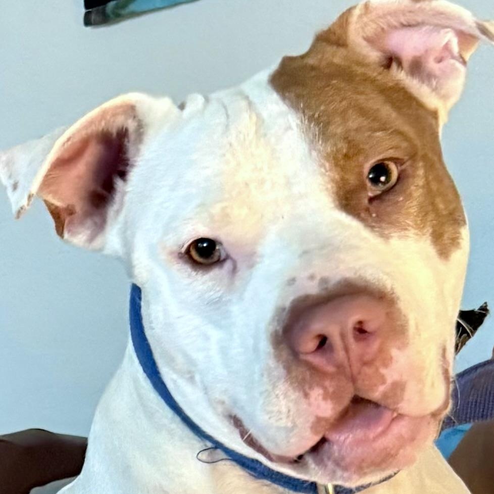 Enlarge Reese, a Adoptable mixed breed in San Antonio , TX image 4/6