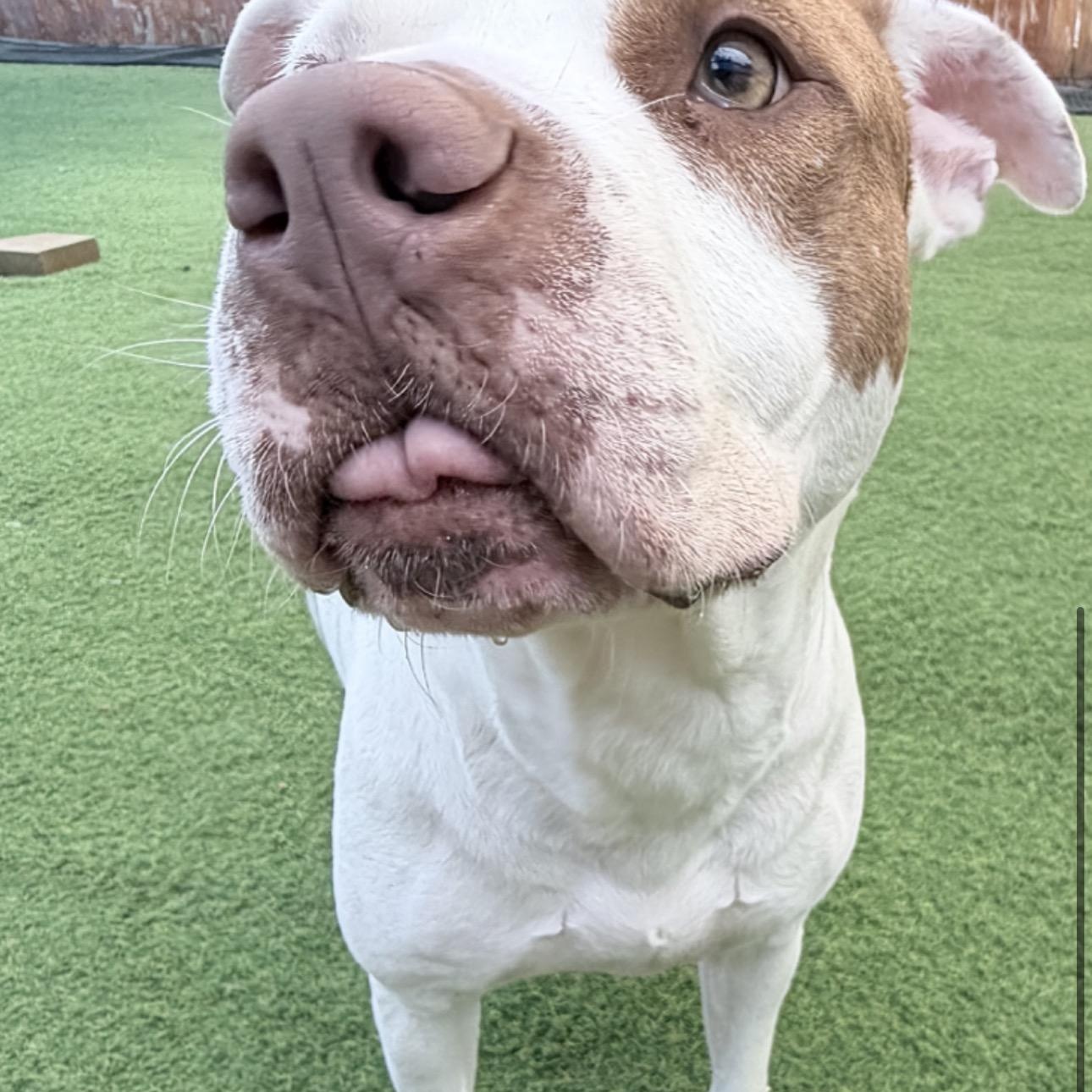 Reese, Adoptable, Adult Female American Staffordshire Terrier.