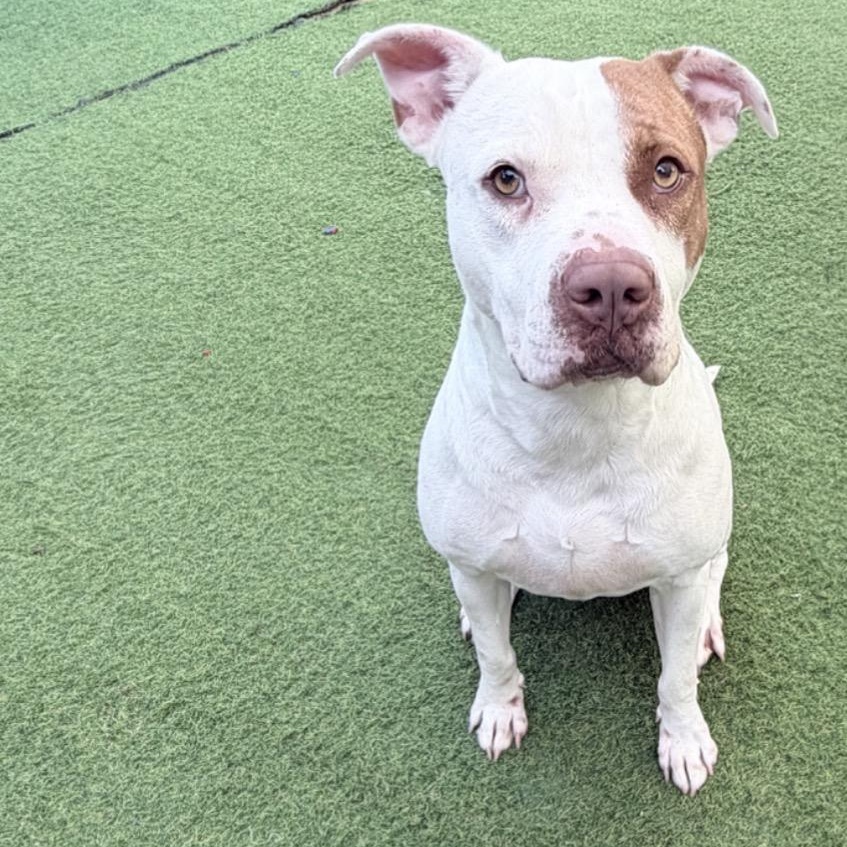Enlarge Reese, a Adoptable mixed breed in Seabrook, NH image 6/6
