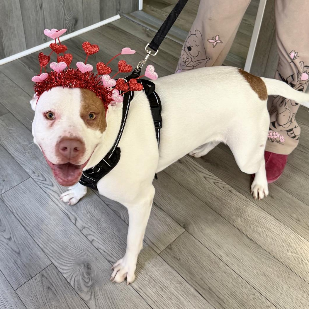 Reese, Adoptable, Adult Female American Staffordshire Terrier.