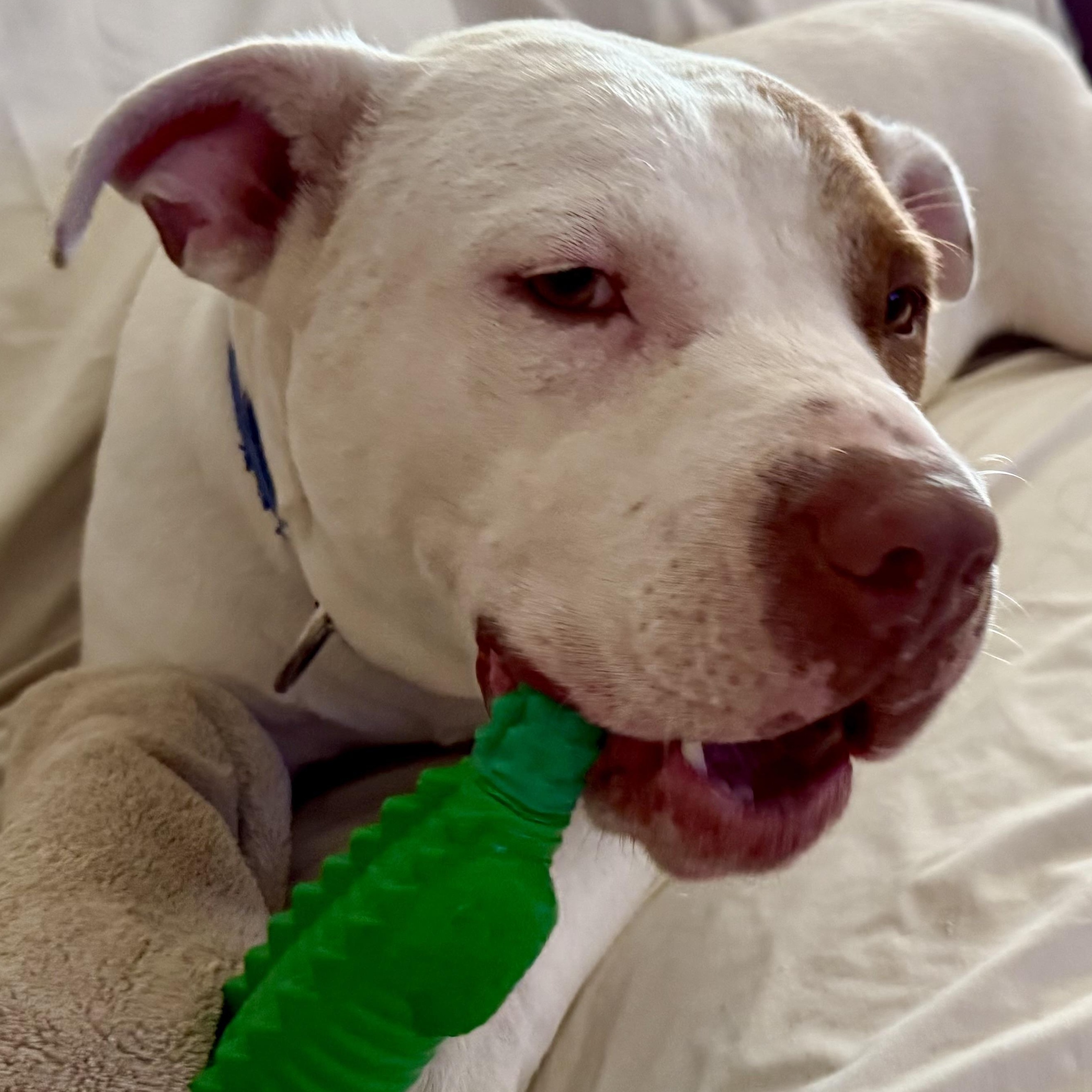 Enlarge Reese, a Adoptable mixed breed in San Antonio , TX image 5/6