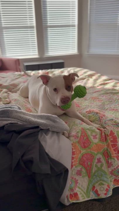 Enlarge Reese, a Adoptable mixed breed in San Antonio , TX video 6/6