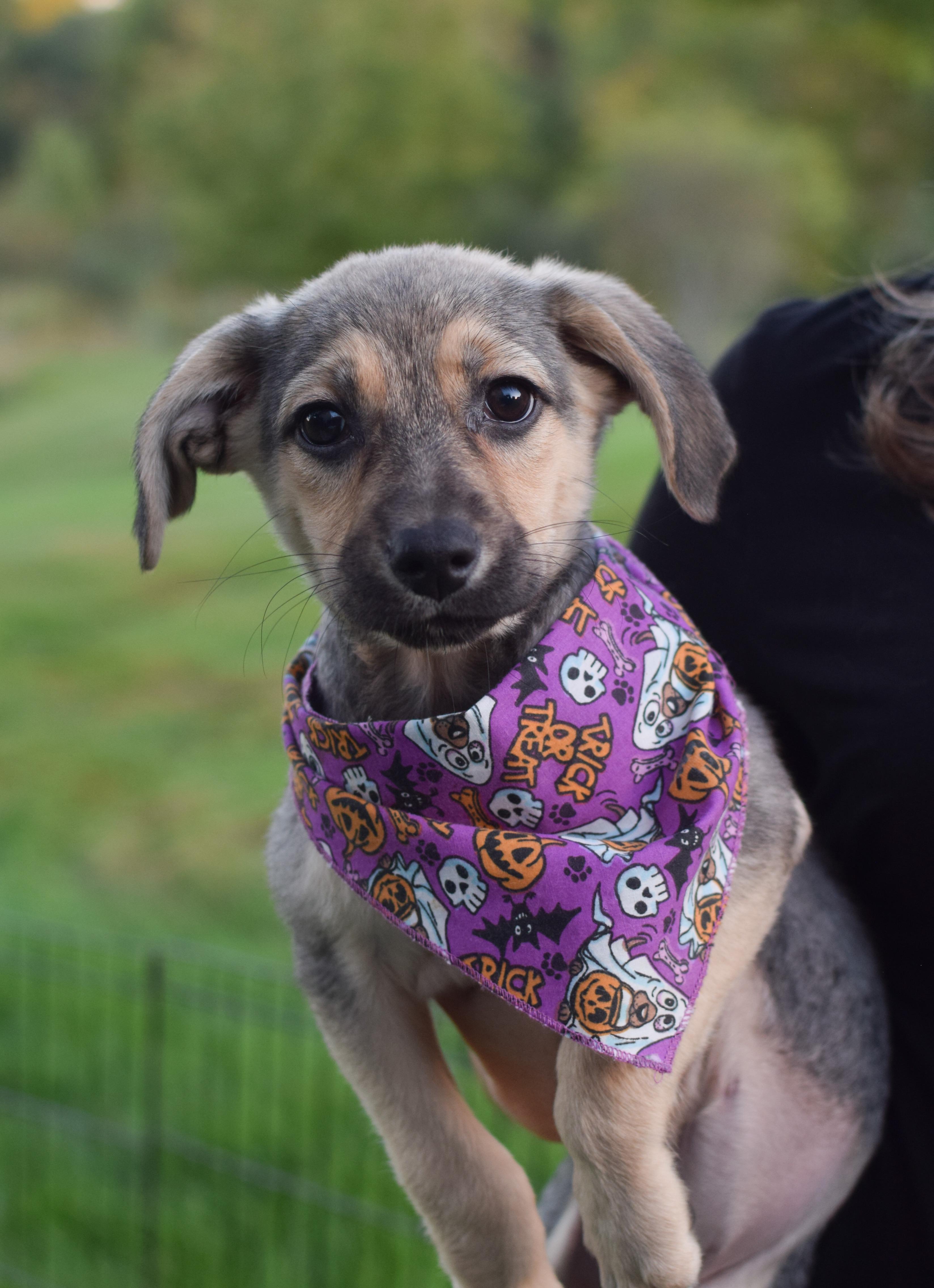 Enlarge Pepper (female), a Adoptable mixed breed in West Grove, PA image 2/3