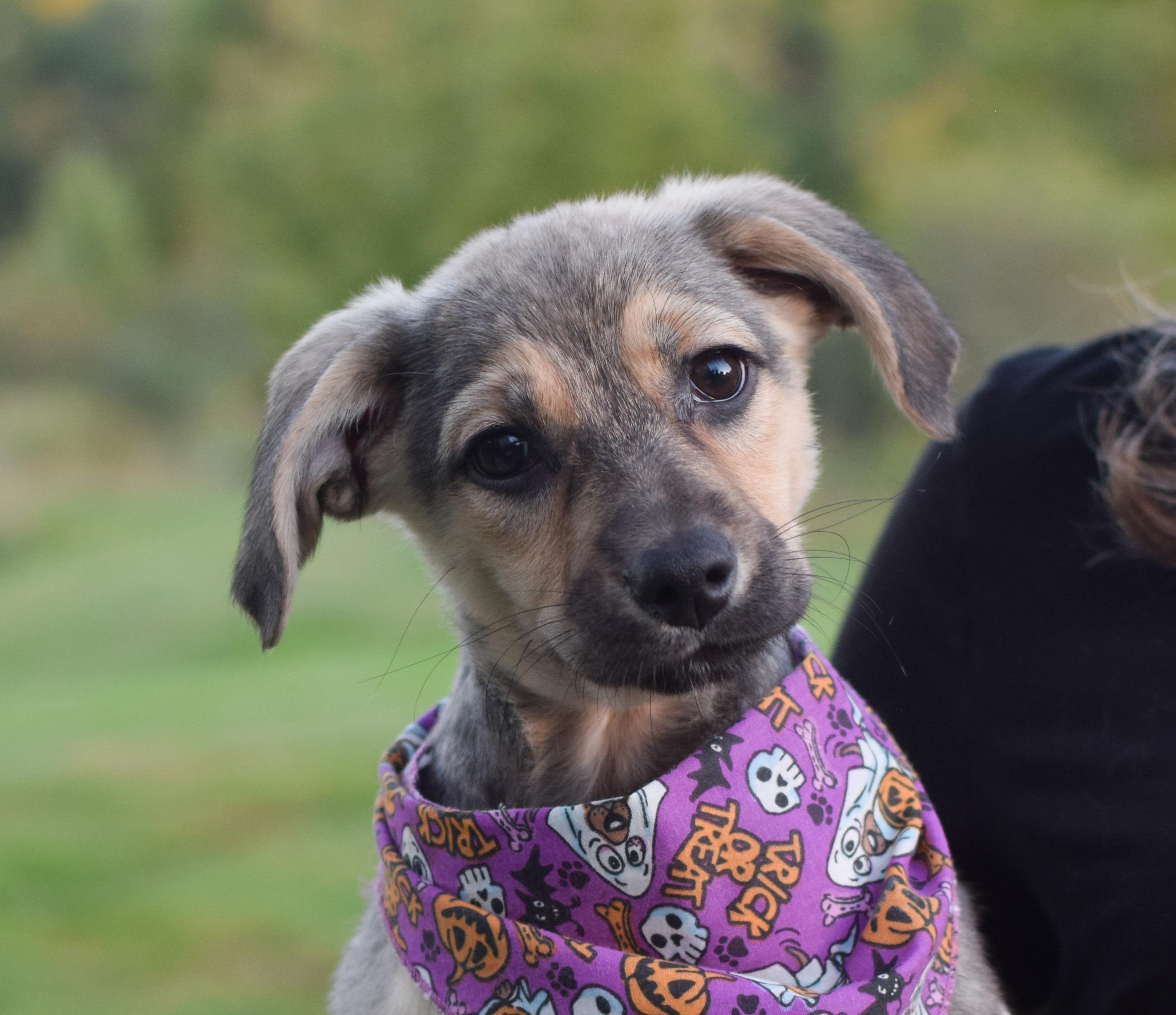 Pepper (female), Adoptable, Puppy Female Shepherd & Husky.
