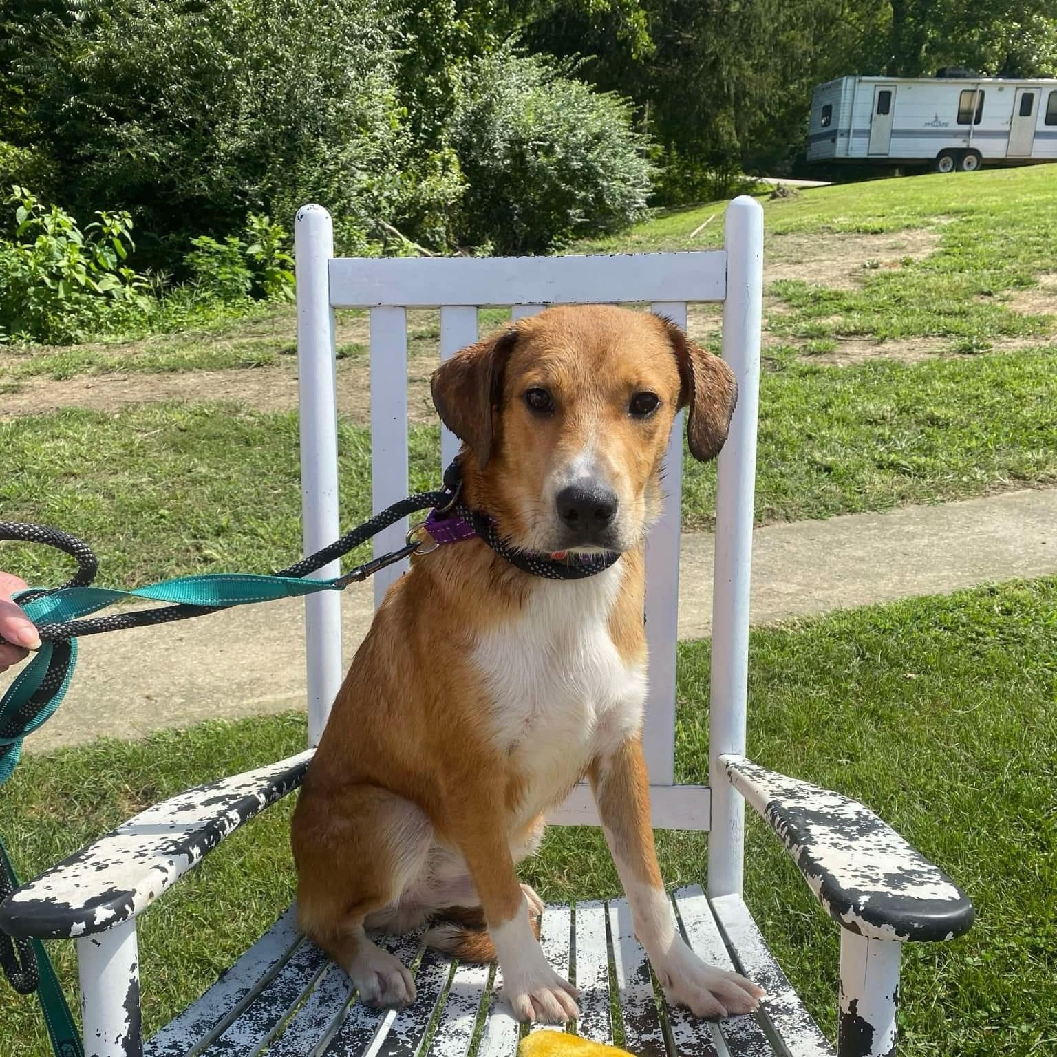 Enlarge Rex, a Adoptable mixed breed in Salamanca, NY image 1/1