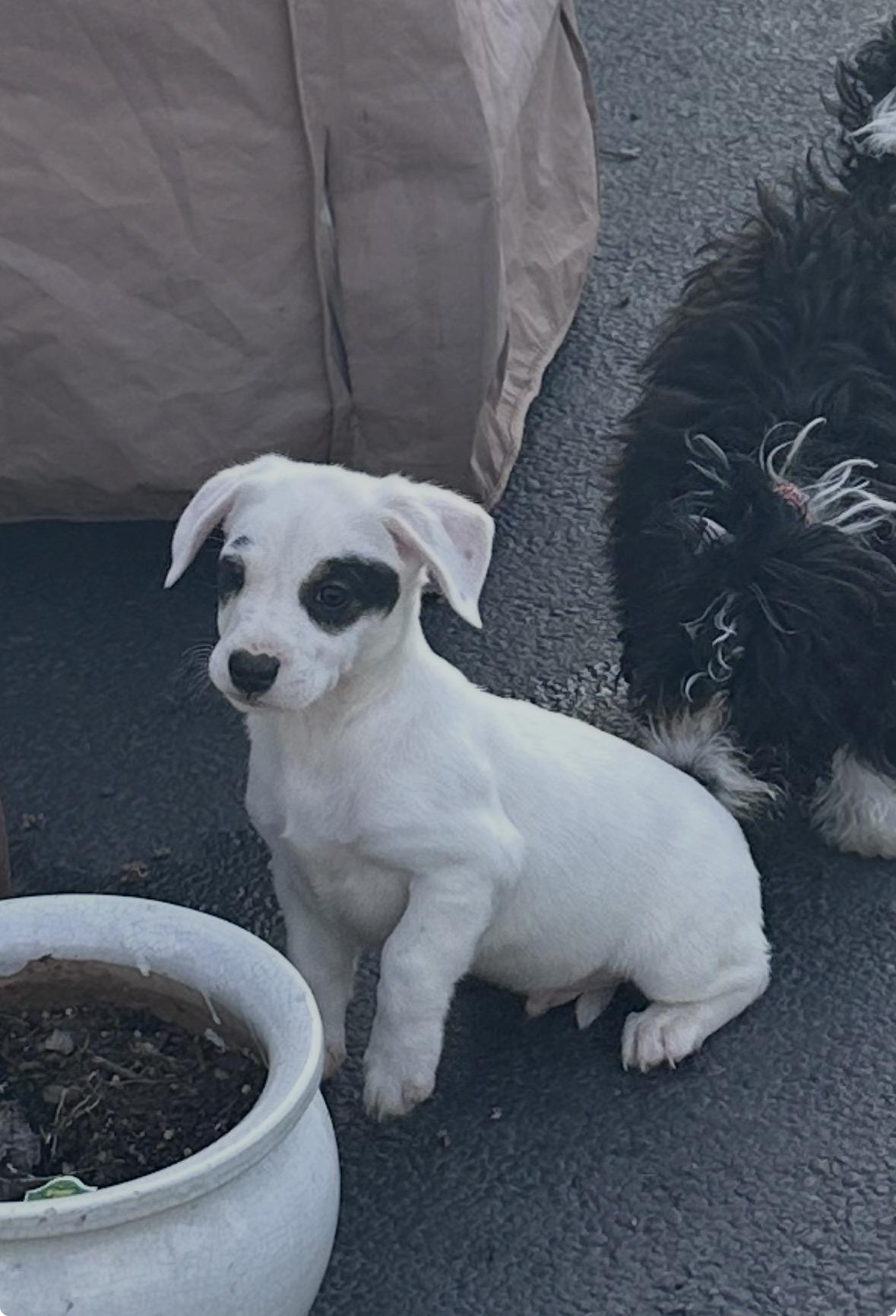 Enlarge Ancho, a ADOPTABLE mixed breed in Arlington Heights, IL image 6/6