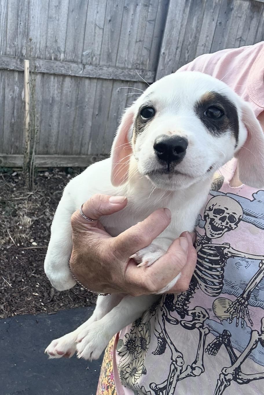 Enlarge Ancho, a ADOPTABLE mixed breed in Arlington Heights, IL image 3/6