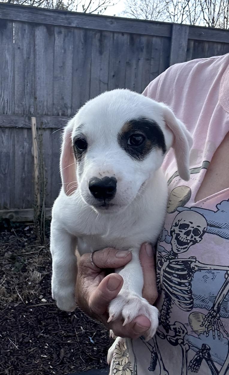 Enlarge Ancho, a ADOPTABLE mixed breed in Arlington Heights, IL image 4/6