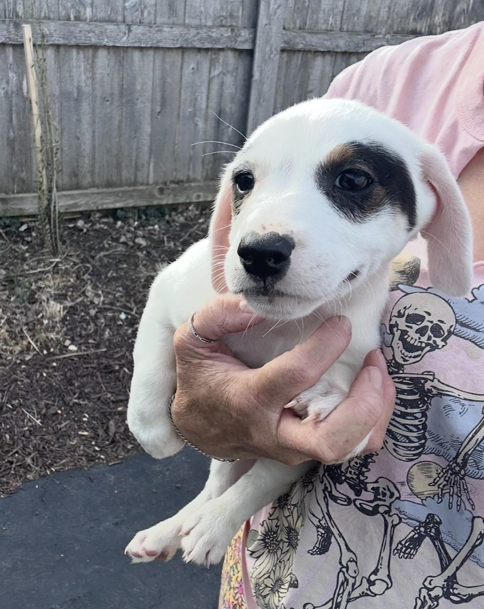 Enlarge Ancho, a ADOPTABLE mixed breed in Arlington Heights, IL image 2/6