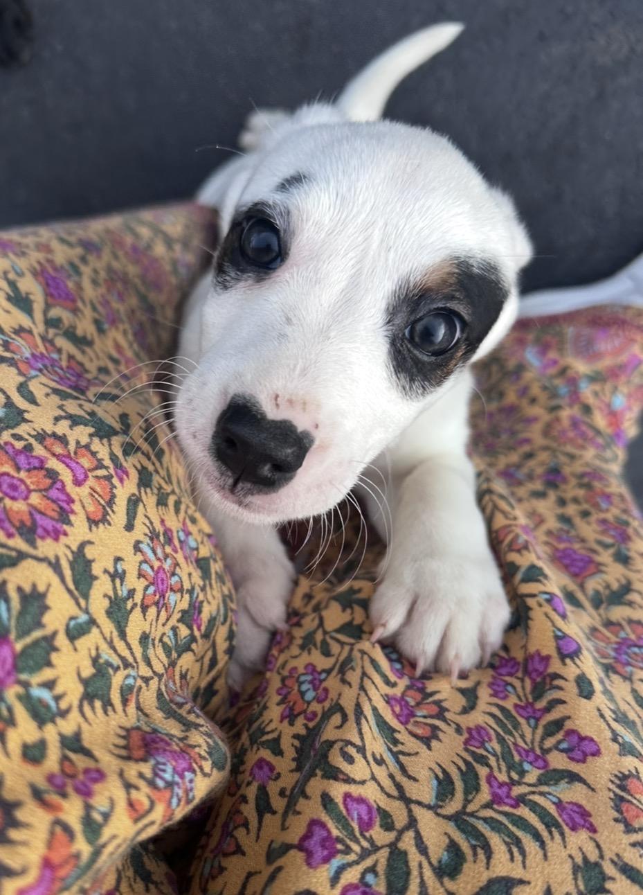 Ancho, ADOPTABLE, Puppy Male Australian Shepherd.