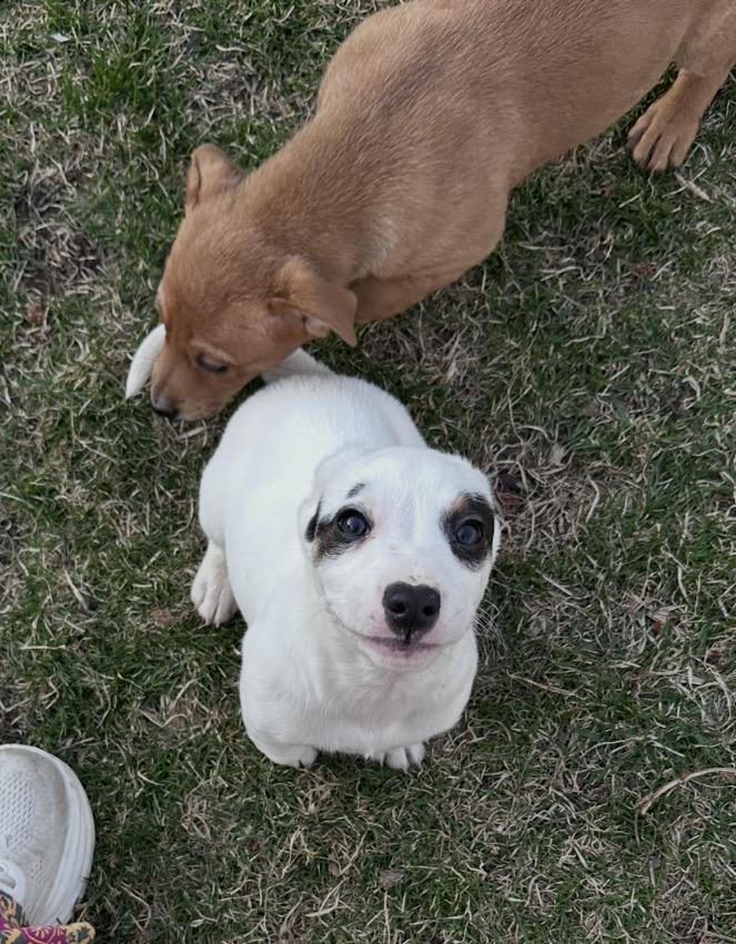 Enlarge Ancho, a ADOPTABLE mixed breed in Arlington Heights, IL image 5/6
