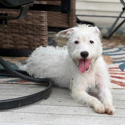 Enlarge Nova, a Adoptable Terrier in Richland, MI image 1/2