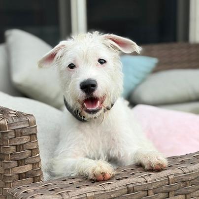 Enlarge Nova, a Adoptable Terrier in Richland, MI image 2/2