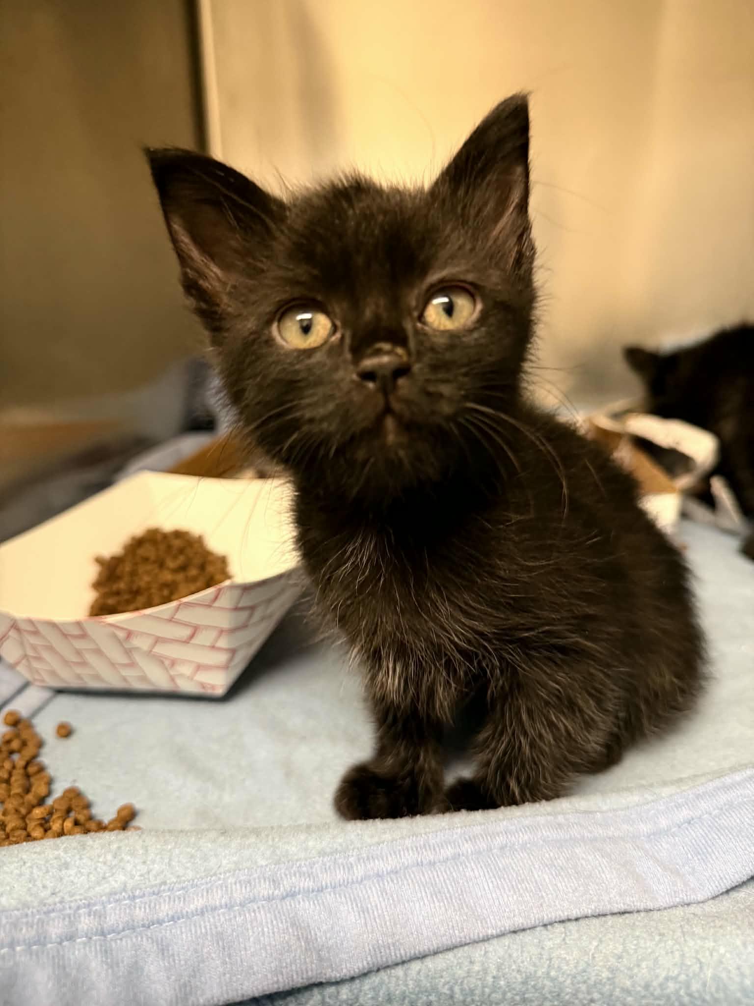 Enlarge Peanut, an adopted American Shorthair in Hopkinsville, KY image 1/1
