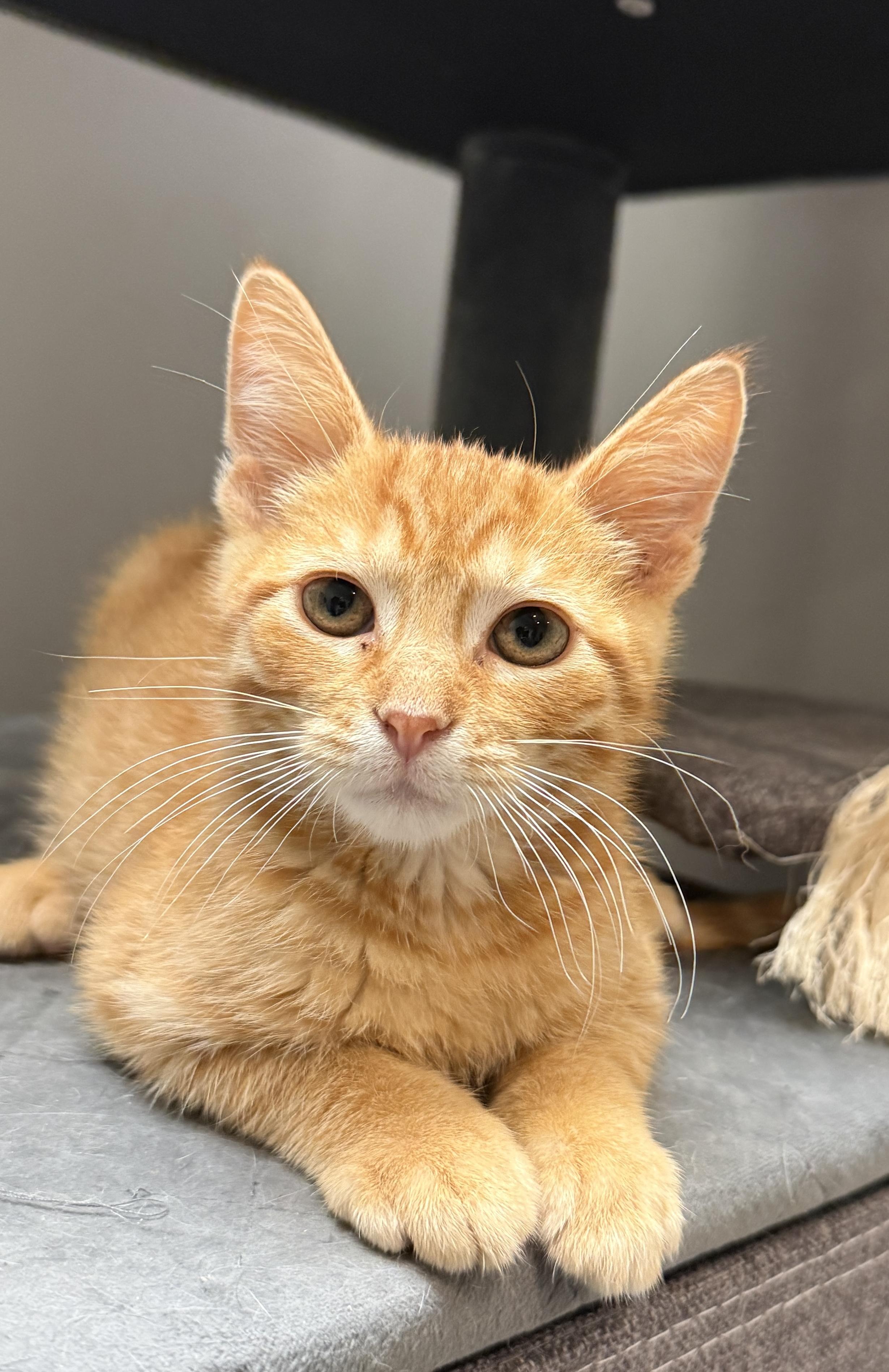 Whip Purr, Adoptable, Kitten Male Domestic Short Hair.
