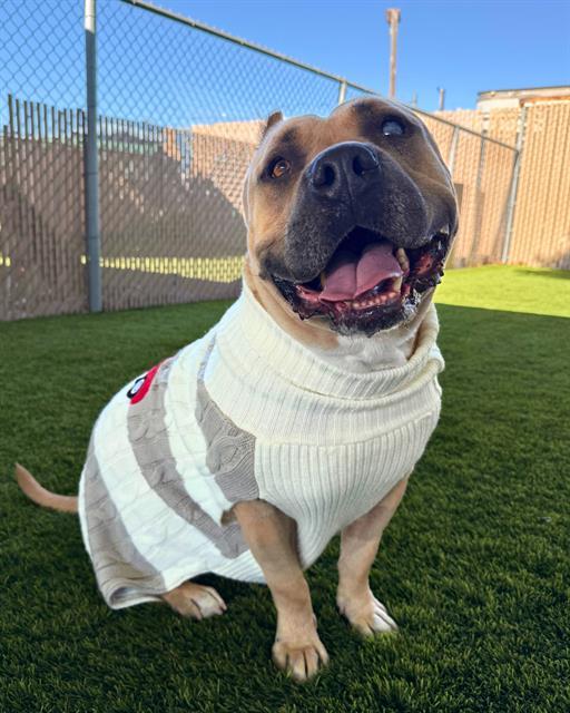 Enlarge PIPER PINWHEELER, a Adoptable Pit Bull Terrier in Chula Vista, CA image 1/1