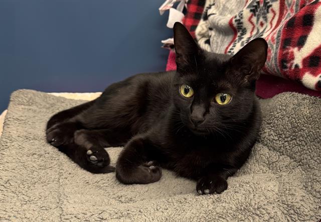 VELVET, Adoptable, Young Female Domestic Short Hair.