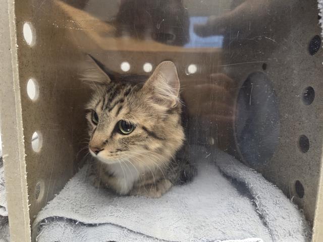 LIR, Adoptable, Young Female Domestic Medium Hair.