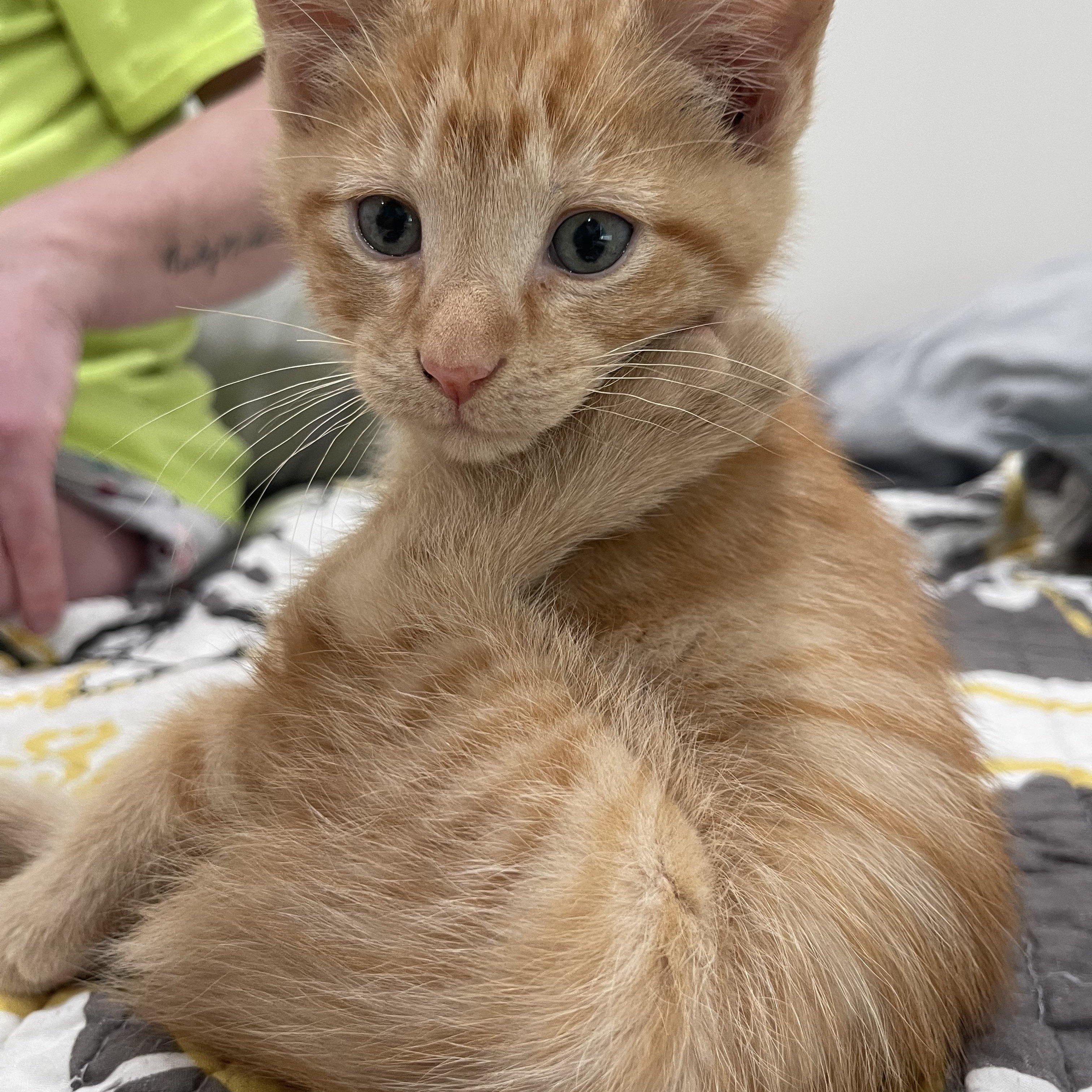 Tito, Baby Male Domestic Medium Hair