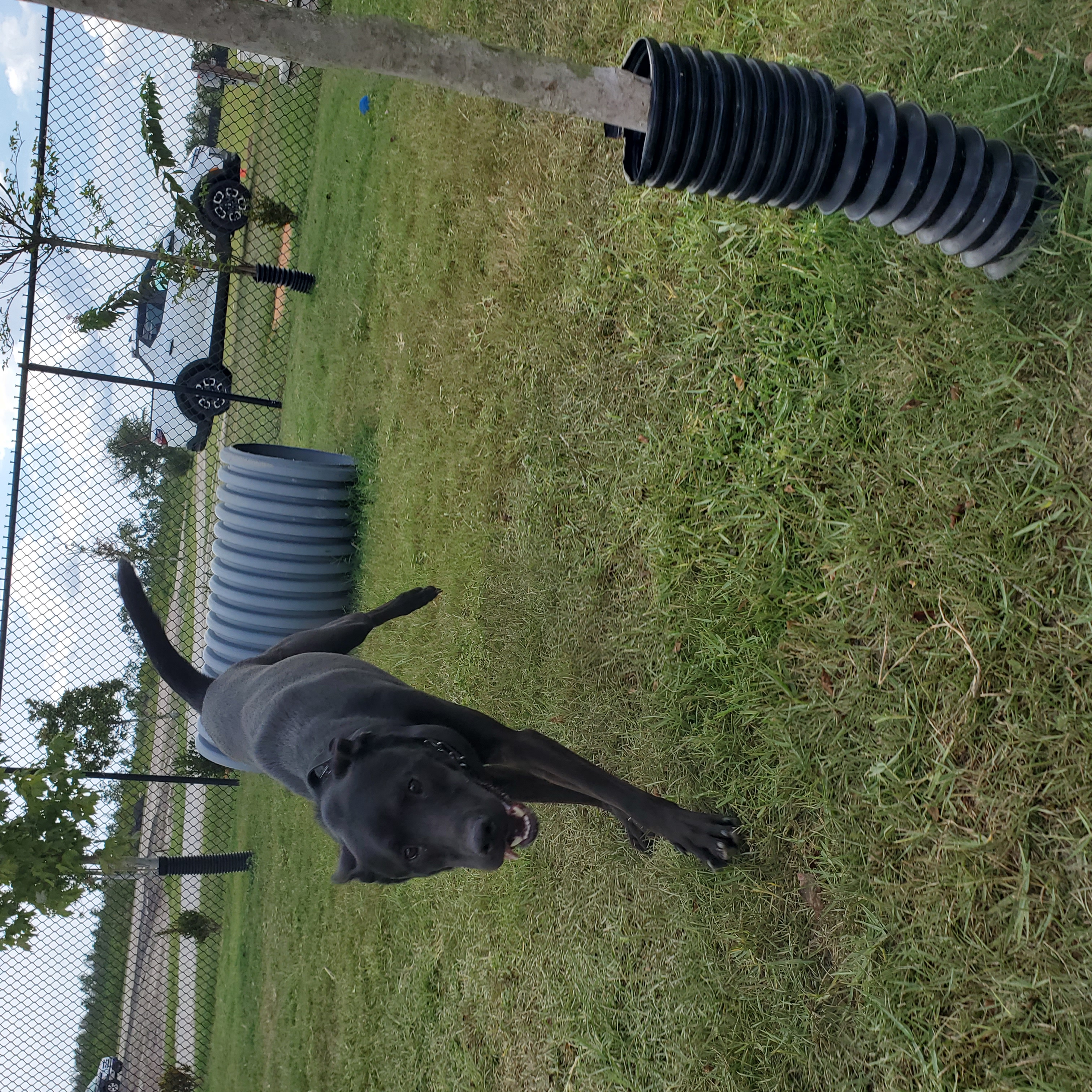 Enlarge Remi, a Adopted mixed breed in Lynn Haven, FL image 2/5